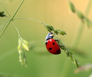 Faszination Natur: Deshalb sind im Herbst viele Marienkäfer zu sehen