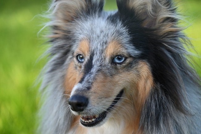Shetland Sheepdog Shetland Sheepdog