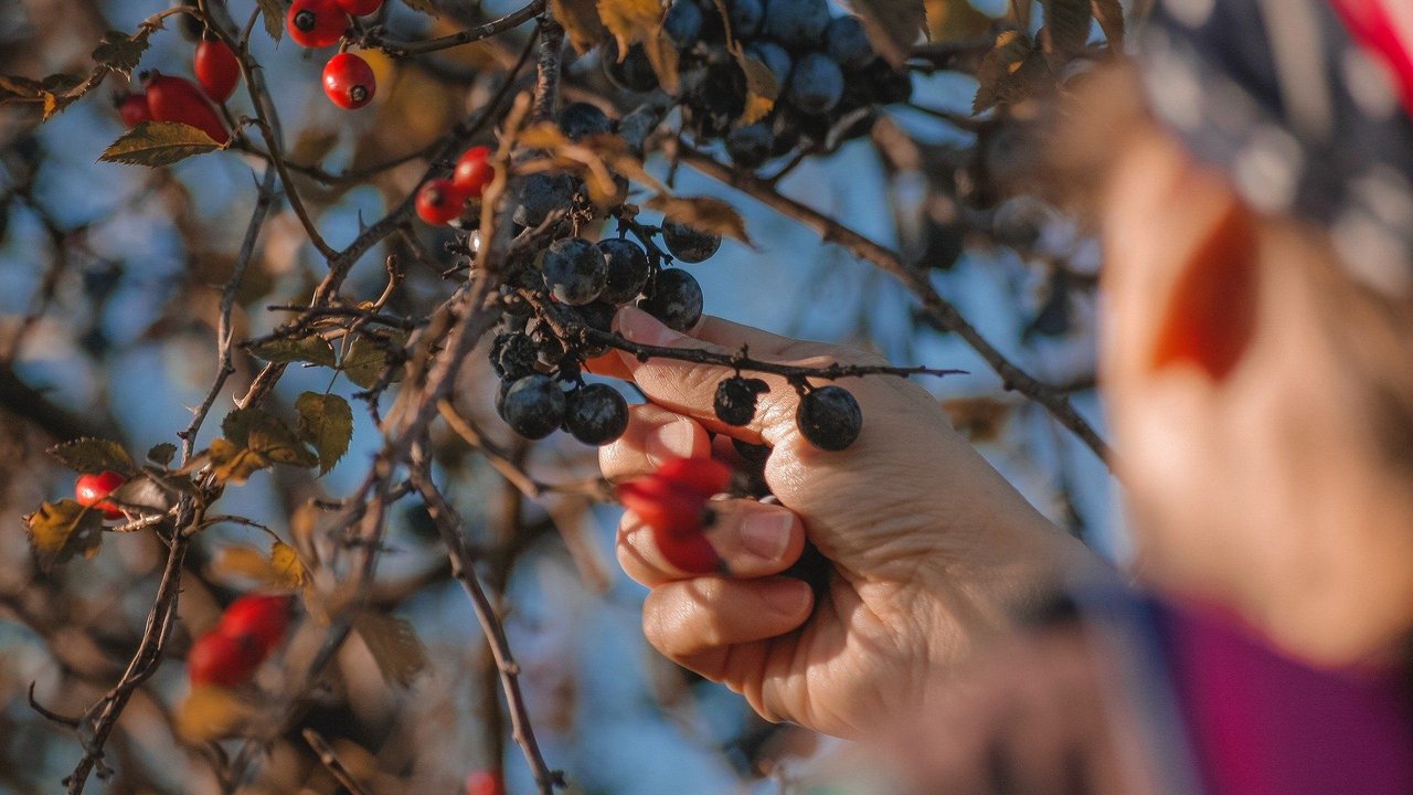 Beeren pflücken im Wald. Beeren pflücken im Wald.