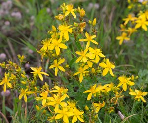 Pflanzen mit J: Welche kennst du davon?