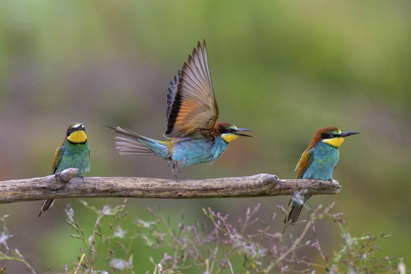 Drei Bienenfresser Merops apiaster auf Ast, einer mit ausgebreiteten Flügeln, Hessen, Deutschland Three bee-eaters Merops apiaster on a branch, one with outstretched wings, Hesse, Germany Copyright: imageBROKER/MarcusxSiebert ibxmcs14748614.jpg Bitte beachten Sie die gesetzlichen Bestimmungen des deutschen Urheberrechtes hinsichtlich der Namensnennung des Fotografen im direkten Umfeld der Veröffentlichung Drei Bienenfresser Merops apiaster auf Ast, einer mit ausgebreiteten Flügeln, Hessen, Deutschland Three bee-eaters Merops apiaster on a branch, one with outstretched wings, Hesse, Germany Copyright: imageBROKER/MarcusxSiebert ibxmcs14748614.jpg Bitte beachten Sie die gesetzlichen Bestimmungen des deutschen Urheberrechtes hinsichtlich der Namensnennung des Fotografen im direkten Umfeld der Veröffentlichung