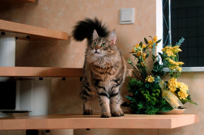 Norwegische Waldkatze auf der Treppe *** Norwegian Forest cat at the Stairs Copyright: imageBROKER/P.xWegner iblwep05457460.jpg Bitte beachten Sie die gesetzlichen Bestimmungen des deutschen Urheberrechtes hinsichtlich der Namensnennung des Fotografen im direkten Umfeld der Veröffentlichung Norwegische Waldkatze auf der Treppe *** Norwegian Forest cat at the Stairs Copyright: imageBROKER/P.xWegner iblwep05457460.jpg Bitte beachten Sie die gesetzlichen Bestimmungen des deutschen Urheberrechtes hinsichtlich der Namensnennung des Fotografen im direkten Umfeld der Veröffentlichung