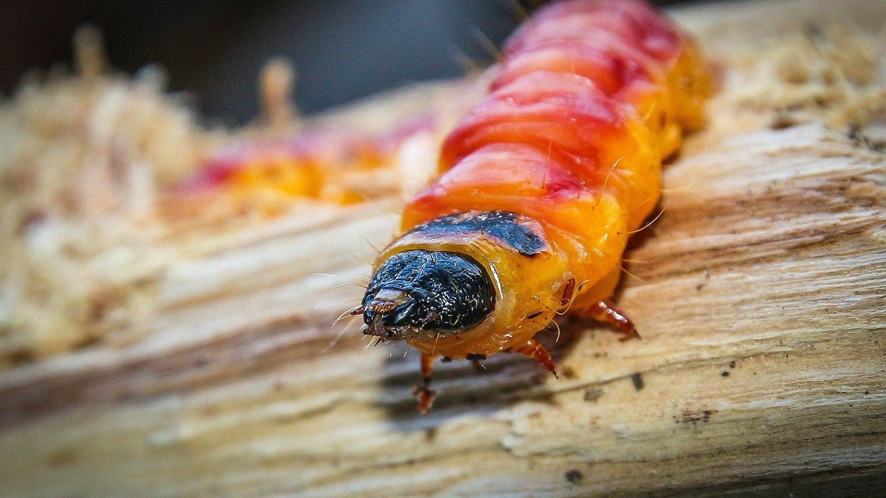 Der Weidenbohrer sieht gefährlich aus, aber ist er das auch? Der Weidenbohrer sieht gefährlich aus, aber ist er das auch?