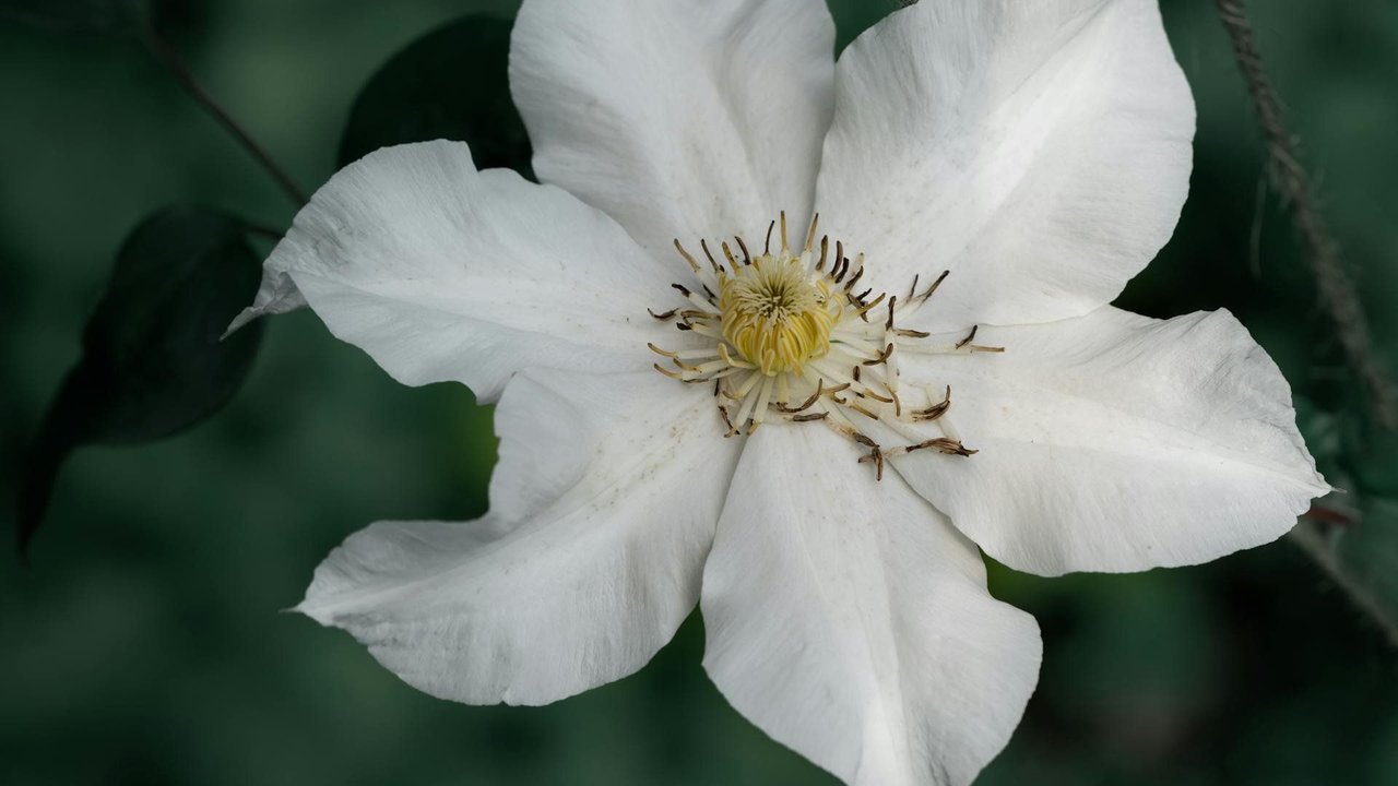 Clematis bilden große, aber zarte Blüten aus.