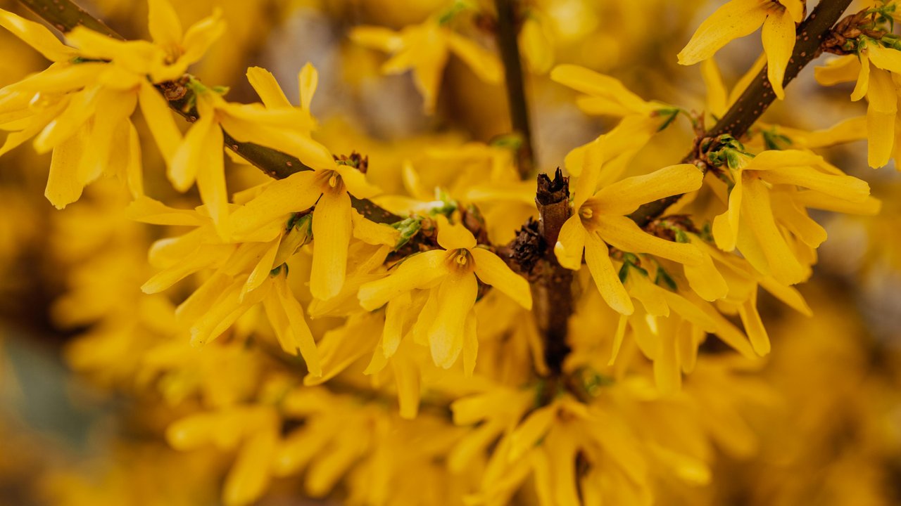 Die leuchtend gelben Blüten der Forsythie zeigen den Beginn des Frühlings an.