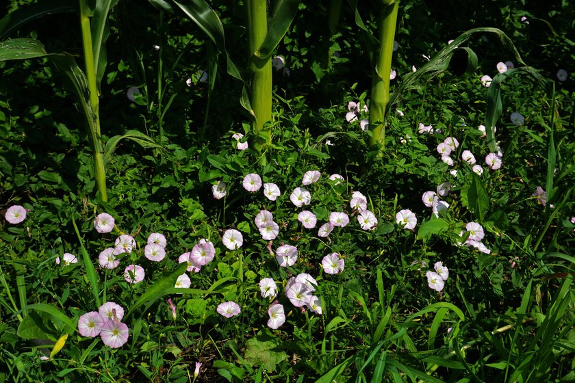 Ackerwinde am Rand eines Maisfeldes Ackerwinde am Rand eines Maisfeldes