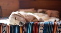 Wie lange schlafen Hunde? So viel Schlafbedarf haben sie