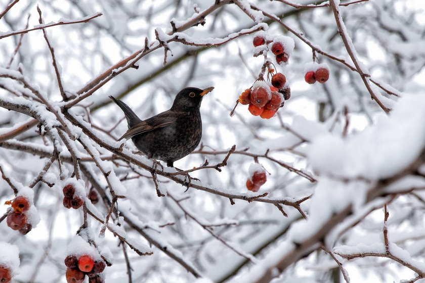 Amseln haben es im Winter auf Beeren abgesehen.