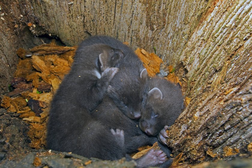 Baummarder schlafen gerne in Baumhöhlen. Baummarder schlafen gerne in Baumhöhlen.