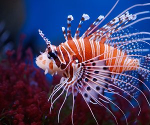 Meerestier-Quiz: Bist du ein Ozean-Kenner?