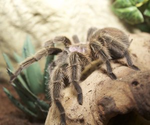 Sind Vogelspinnen giftig? Wieso sie keine Gefahr darstellen