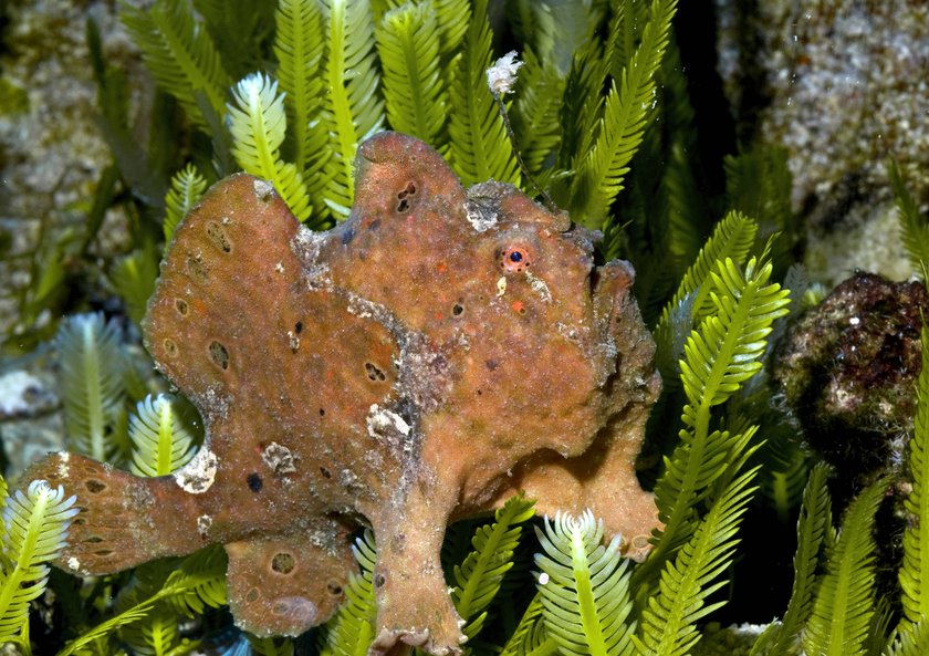 Der Anglerfisch bleibt oft unentdeckt. Der Anglerfisch bleibt oft unentdeckt.