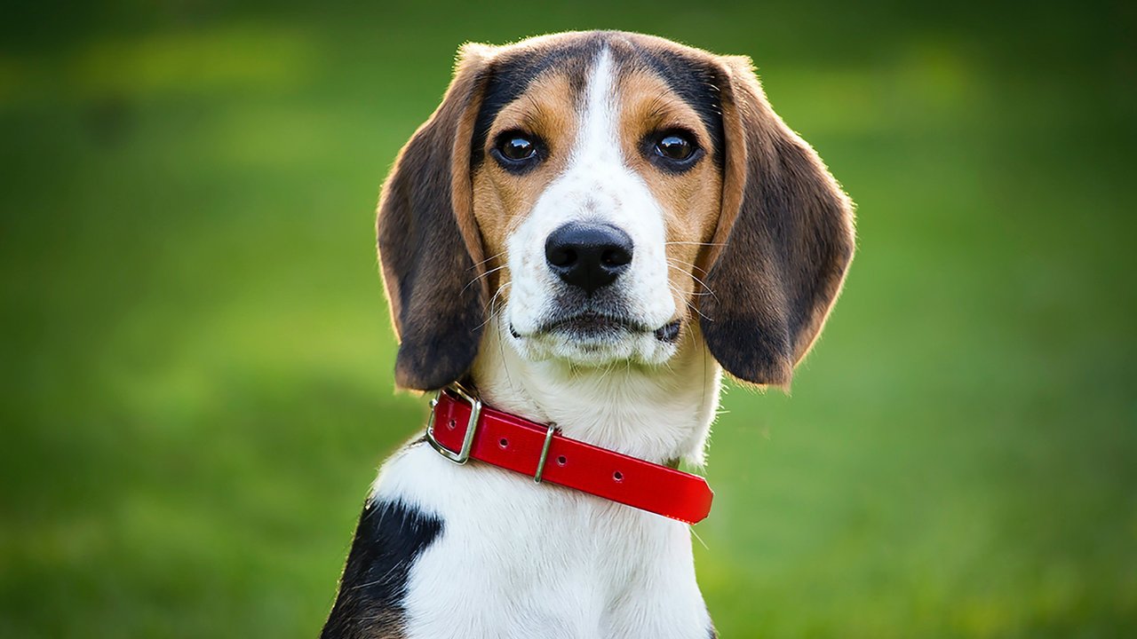 Fencheltee kann sich positiv auf die Gesundheit von Hunden auswirken. Fencheltee kann sich positiv auf die Gesundheit von Hunden auswirken.