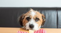 Dürfen Hunde Käse essen? Das solltest du darüber wissen