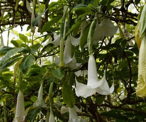 Außergewöhnliche Blütenpracht: Ist der Trompetenbaum giftig?