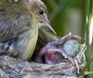 Diese 6 Tiere beherrschen die Kunst der Täuschung!