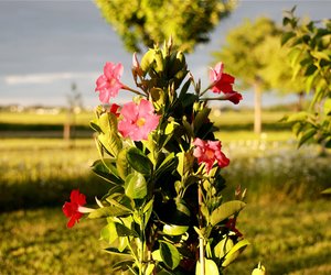 Die Blütenschönheit: Ist die Dipladenia giftig?