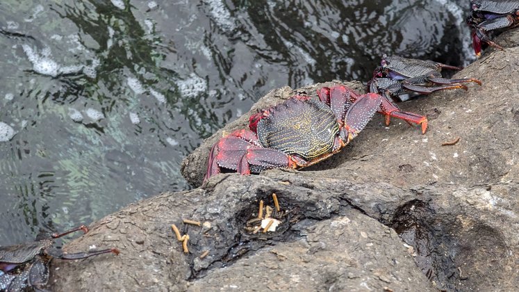 Krebst auf Teneriffa Krebst auf Teneriffa