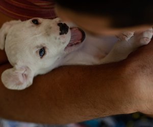 Dürfen Hunde Oliven fressen? Das solltest du wissen