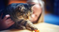 Was dürfen Katzen essen? So fütterst du sie richtig