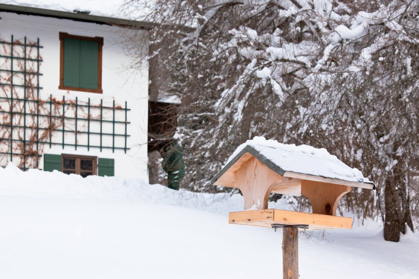 Manche Vögel halten sich im Winter gerne in Gärten auf.