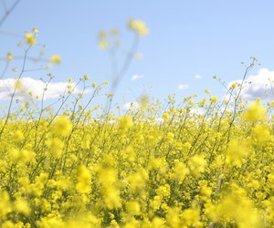 Pflanzen mit R: Von Raps bis Rotklee 