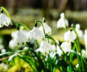 Frühlingsknotenblume: Sind Märzenbecher giftig?