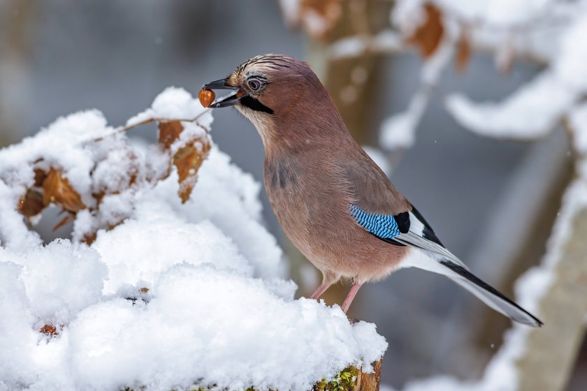 Eichelhäher sucht im Winter nach Nahrung