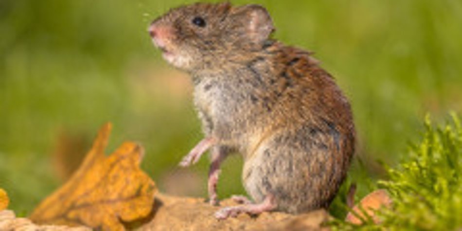 Wie gefährlich ist das Hantavirus für Schwangere? Wie gefährlich ist das Hantavirus für Schwangere?