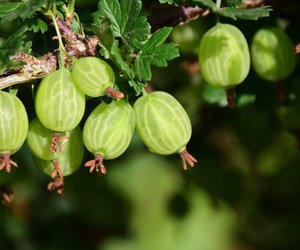 Stachelbeeren – So isst man die leckeren Beeren aus dem Garten
