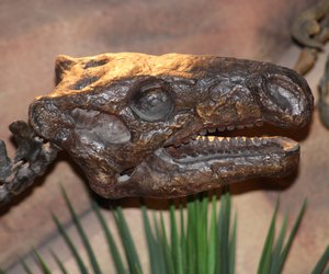 Der schnellste Dinosaurier: Dieser kleine Fleischfresser brach Geschwindigkeitsrekorde