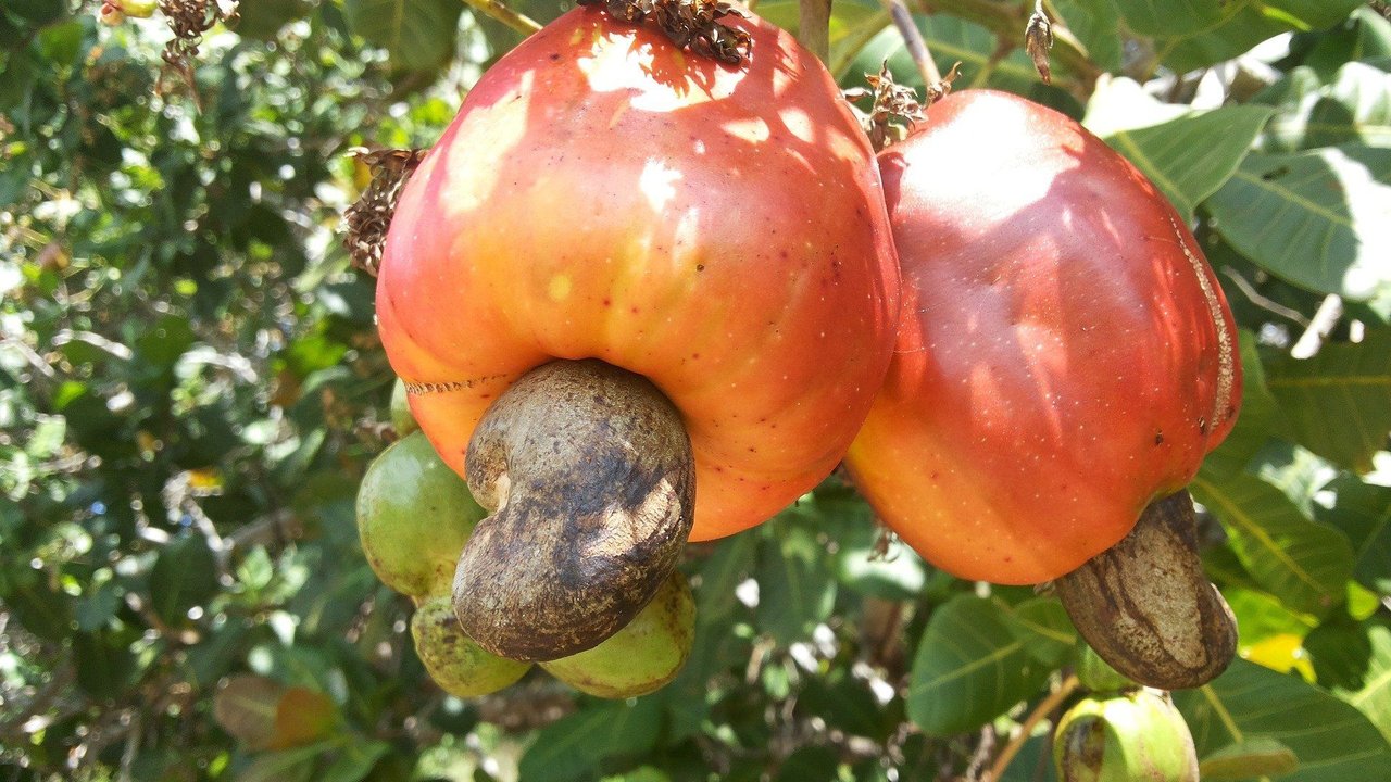 Der Cashewkern hängt an der Unterseite des Cashewapfels.