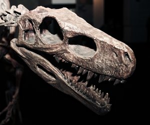 Der Kiefer dieses Dinosauriers hatte Platz für mehr als 500 Zähne