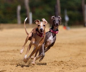 Windhund Geschwindigkeit: So schnell wird ein Hetzhund
