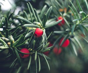 Ist die Eibe giftig? Das solltest du über die Zierpflanze wissen