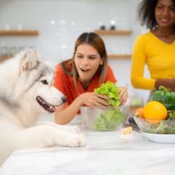Weißt du, ob dein Hund von diesen Lebensmittel naschen darf?