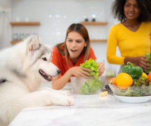 Weißt du, ob diese Lebensmittel als Snack für Hunde erlaubt sind?
