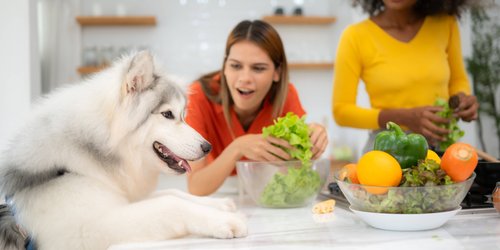 Weißt du, ob diese Lebensmittel als Snack für Hunde erlaubt sind?