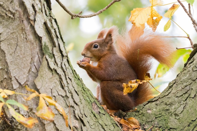 Eichhörnchen sitzt auf einem Kastanienbaum. Eichhörnchen sitzt auf einem Kastanienbaum.