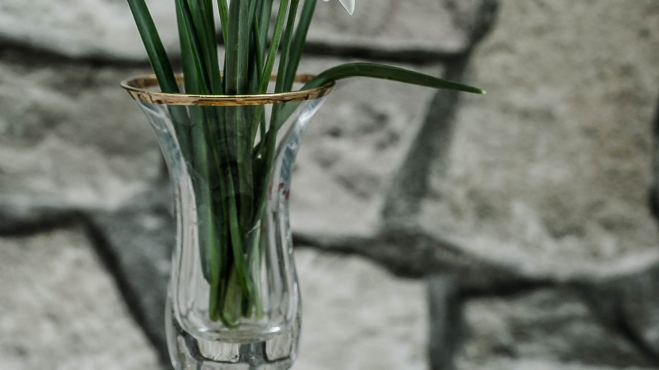 Schneeglöckchen gehören ins Freie, aber deine Kinder haben es gut gemeint und dir welche gepflückt. Schneeglöckchen gehören ins Freie, aber deine Kinder haben es gut gemeint und dir welche gepflückt.