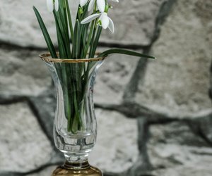 Schneeweiße Frühlingsboten: Wann blühen Schneeglöckchen?