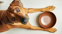 Backen und Kochen für Hunde: 9 köstliche Rezepte für eure Vierbeiner