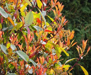 Ist die Glanzmispel giftig? Das gilt für die schmuckvolle Hecke