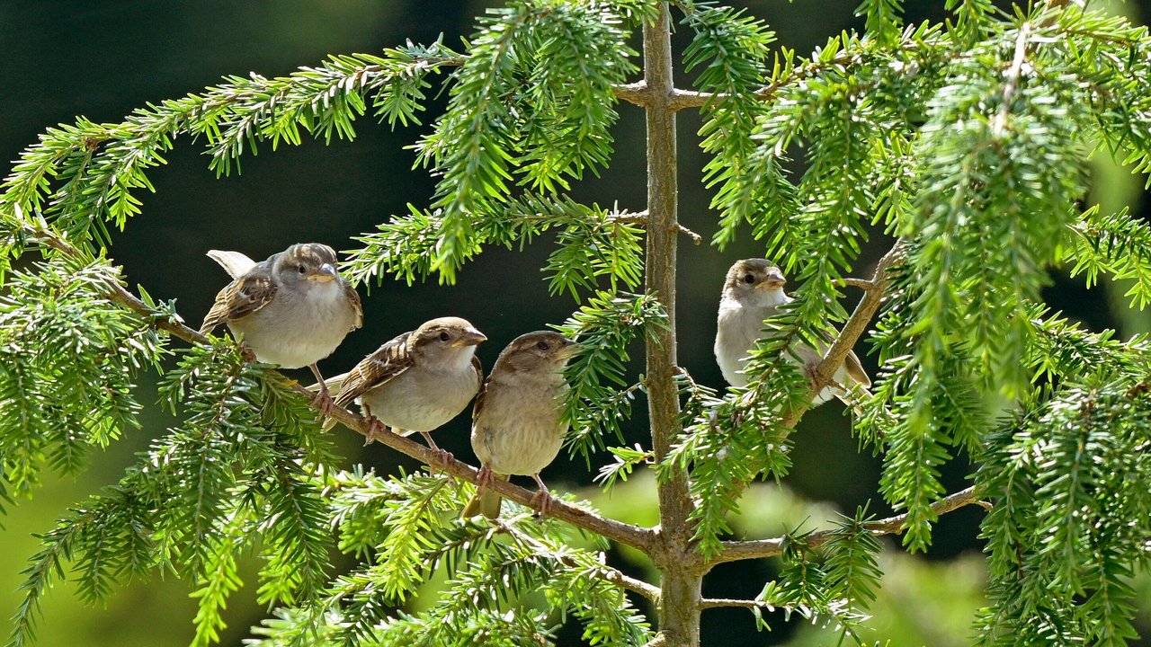 Spatzen sind sehr gesellige Vögel.