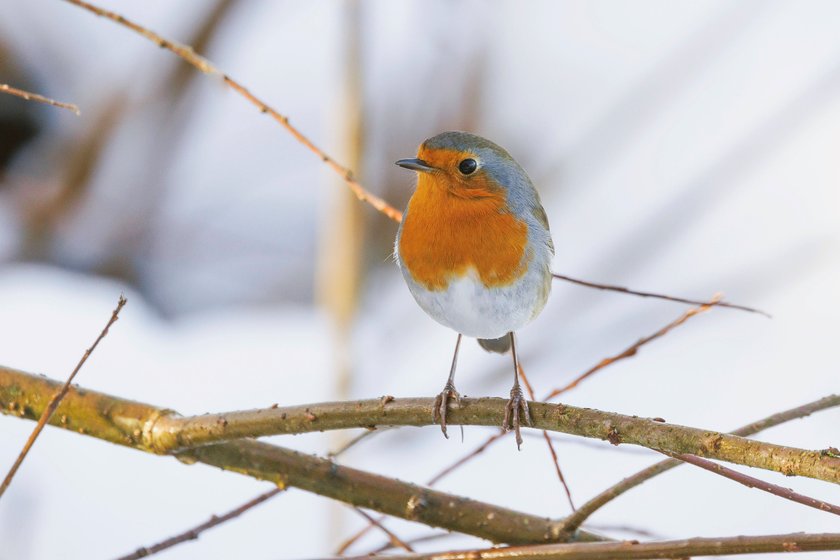 Ein Rotkehlchen sitzt im Winter auf einem Ast.