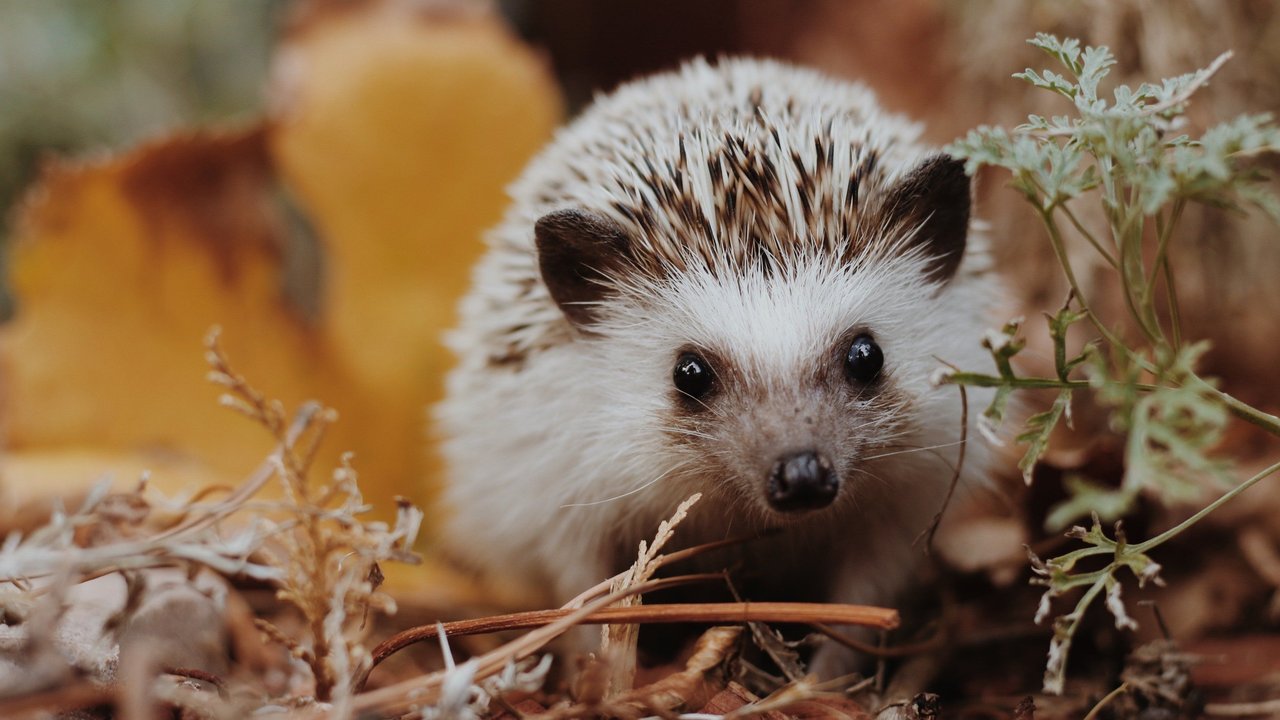 Ein junger Igel im Wald. Ein junger Igel im Wald.