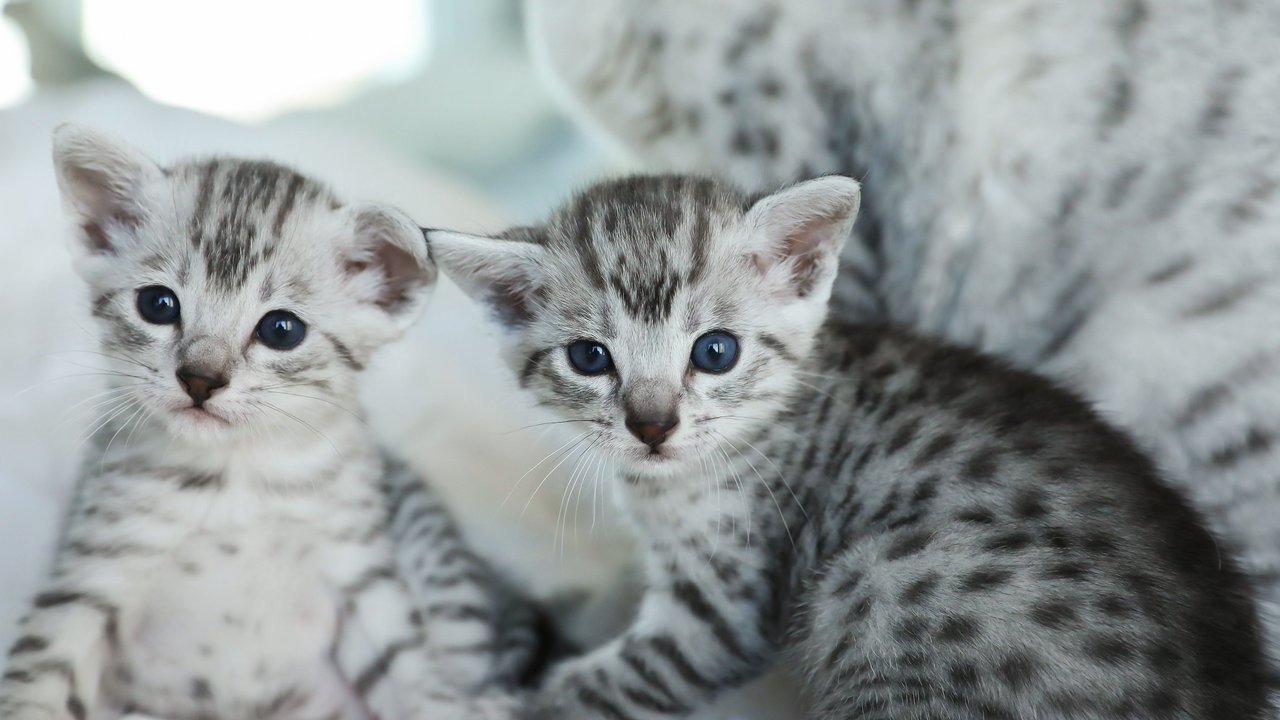 Eine ganz besondere Katzenrasse: Mach unser großes Katzen-Quiz zur Ägyptischen Mau. Eine ganz besondere Katzenrasse: Mach unser großes Katzen-Quiz zur Ägyptischen Mau.