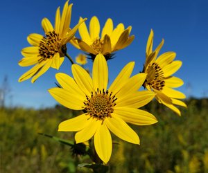 Ist Topinambur giftig oder sind die Wurzelknollen sogar essbar? 