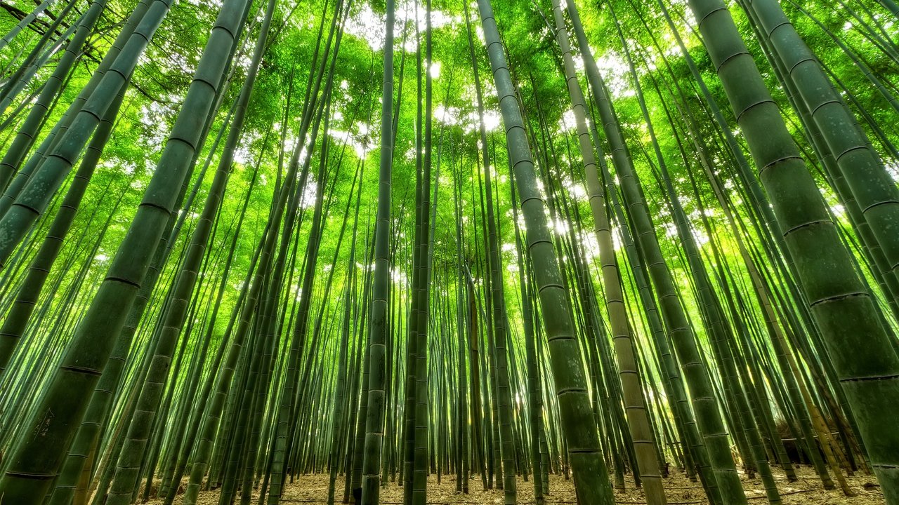 Der Blick in einen Riesenbambus-Wald sorgt für Staunen.