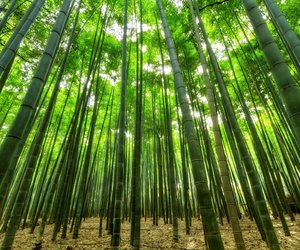 Kaum zu glauben: Wie schnell wächst eigentlich Bambus?